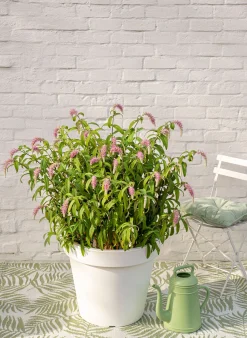 Rostrinucula dependens ( Hangende buddleja -