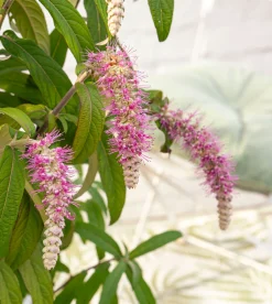 Rostrinucula dependens ( Hangende buddleja -
