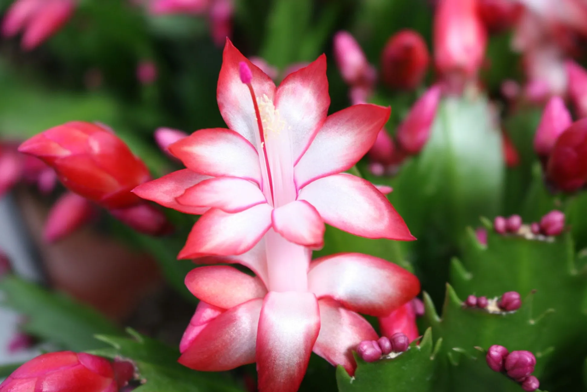 Schlumbergera rood ( Lidcactus )