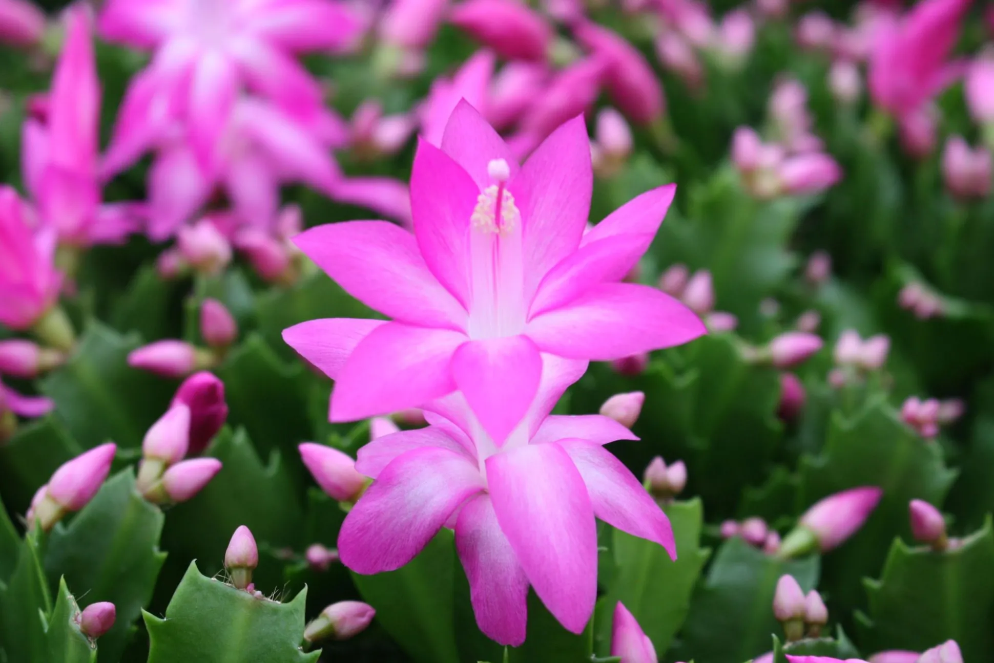 Schlumbergera roze ( Lidcactus )