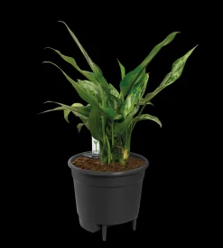 SELF-WATERING INSERT 44CM LIVING BLACK