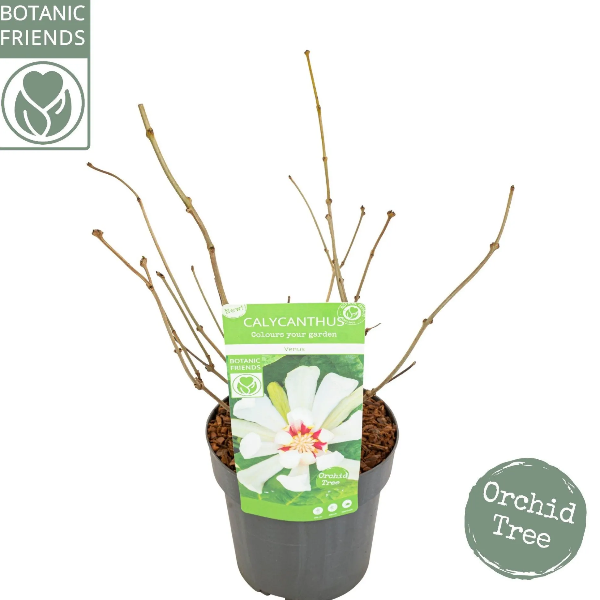 Sinocalycanthus chinensis Venus