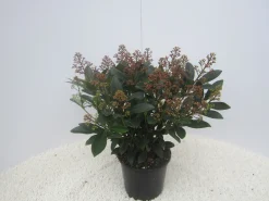 Skimmia japonica Rubella