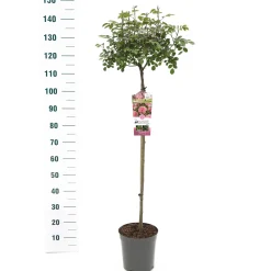 Stamroos Rosa 'Bonita' Renaissance