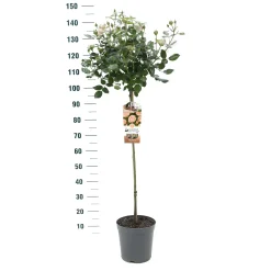 Stamroos Rosa 'Gartnerprinzessin Marie-josé