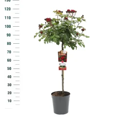 Stamroos Rosa 'Red Leonardo da Vinci'