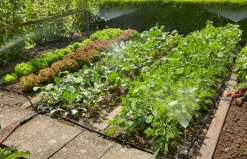 Startset voor bloembedden of moestuin