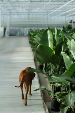 Strelitzia Nicolai p24