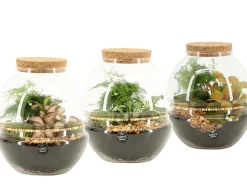 Terrarium arrangement