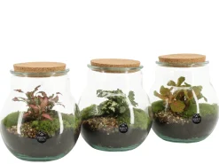Terrarium arrangement