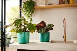 The Ocean Collection 18cm Pacific green