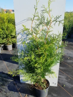 Thuja occidentalis Brabant ( Levensboom )
