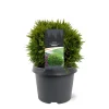 Thuja occidentalis 'Danica'