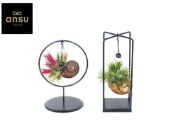 Tillandsia Shelly mix (luchtplantje)