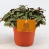 Tradescantia zebrina Compacta