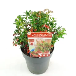 Vaccinium vitis idaea ' red candy' - rode bosbes, vossenbes, hondsbes