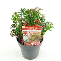 Vaccinium vitis idaea ' red candy' - rode bosbes, vossenbes, hondsbes