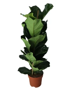 Vioolbladplant (Ficus lyrata)