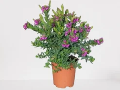 Vleugeltjesbloem stam p19