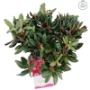 Weigela florida Wine & Roses ( Alexandra )