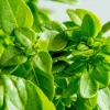 Zaden: basilicum groen fijn