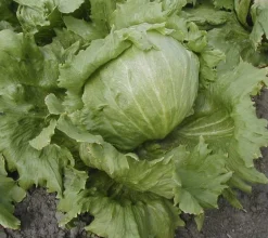 Zaden: bataviasla iceberg "saladin"