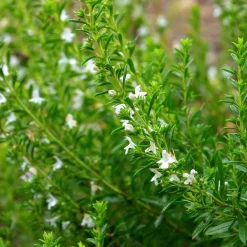 Zaden: bonekruid des montagnes