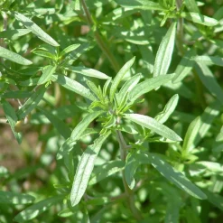 Zaden: bonekruid jaarlijks