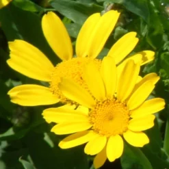 Zaden: chrysant gele ganzenbloem