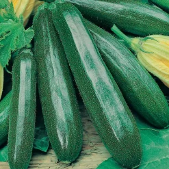 Zaden: courgette black beauty