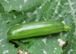 Zaden: courgette mutabile