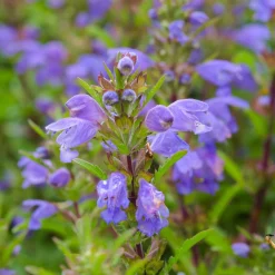 Zaden: dracocéphale uit moldavie
