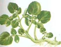 Zaden: gewoon barbarakruid