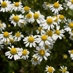 Zaden: kamille matricaria