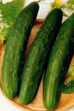 Zaden: komkommer vert long maraicher