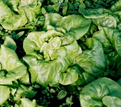 Zaden: kropsla (4 seizoenen-) appia