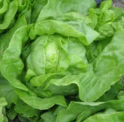 Zaden: kropsla (zomer-) grosse blonde paresseuse