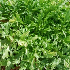 Zaden: krulandijvie fine de louviers