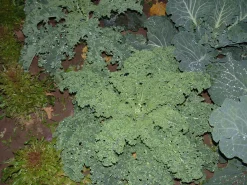 Zaden: krulkool westlandse winter