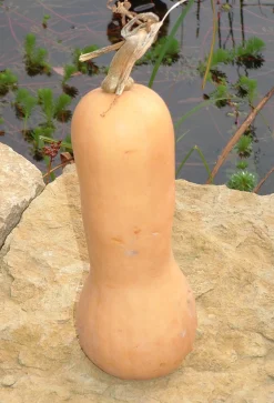 Zaden: muskaatpompoen butternut