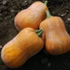 Zaden: muskaatpompoen honeynut