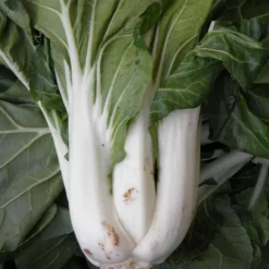 Zaden: pak choi taisai