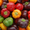 Zaden: paprika mini bell mix