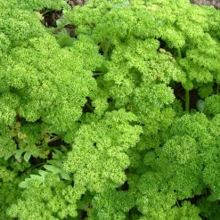 Zaden: peterselie gekruld dwerg mousse 2