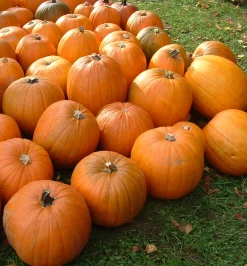 Zaden: pompoen jack o'lanterne