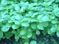 Zaden: postelein -zomer groen