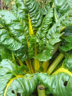 Zaden: snijbiet met gele bladstelen bright yellow