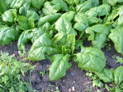 Zaden: spinazie vroege reuzenblad