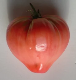 Zaden: tomaat coeur de boeuf rose