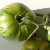 Zaden: tomaat green zebra